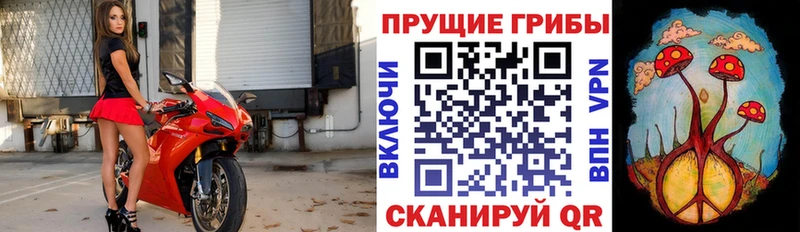 где можно купить   Нововоронеж  МЕГА онион  Псилоцибиновые грибы GOLDEN TEACHER 